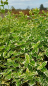 Preview: Euonymus fortunei "Emerald Gaiety" - (Weißbunte Kriechspindel),